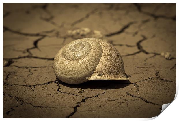 Abandoned Snail Shell II Print by Paul Shears Photogr