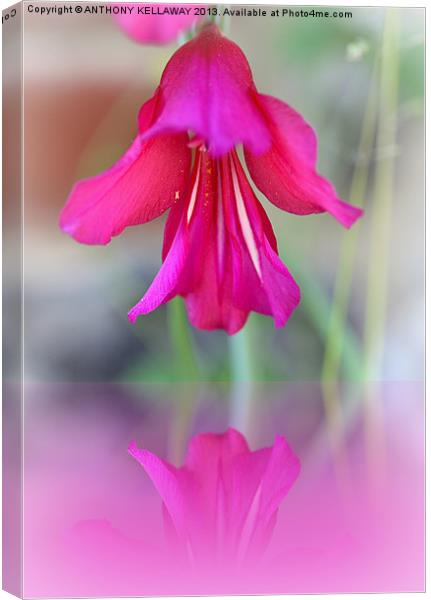PINK FLORAL REFLECTION Canvas Print by Anthony Kellaway