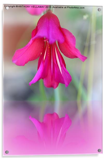 PINK FLORAL REFLECTION Acrylic by Anthony Kellaway