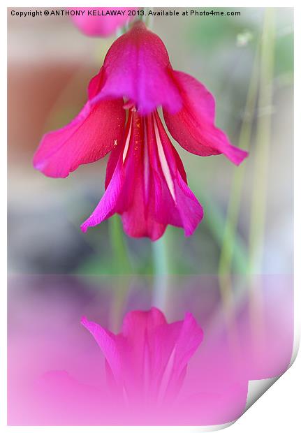 PINK FLORAL REFLECTION Print by Anthony Kellaway