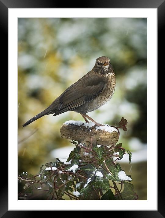 FEMALE BLACKBIRD Framed Mounted Print by Anthony R Dudley (LRPS)
