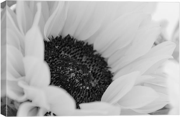 Black and White Sunflower, Delicate Canvas Print by Helen Holmes