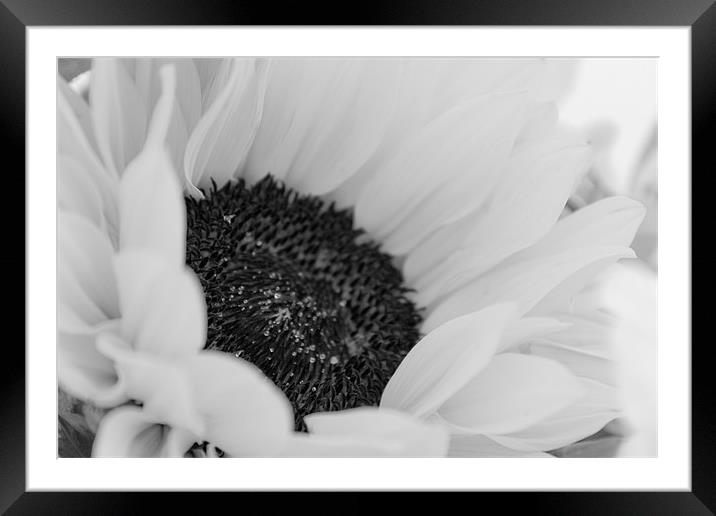 Black and White Sunflower, Delicate Framed Mounted Print by Helen Holmes