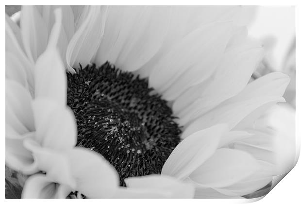 Black and White Sunflower, Delicate Print by Helen Holmes