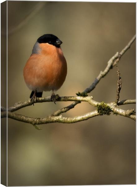 MALE BULLFINCH Canvas Print by Anthony R Dudley (LRPS)