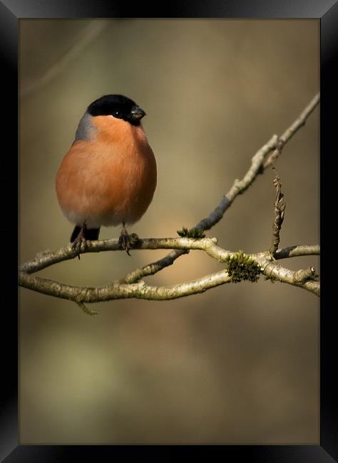 MALE BULLFINCH Framed Print by Anthony R Dudley (LRPS)