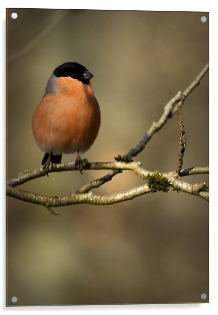 MALE BULLFINCH Acrylic by Anthony R Dudley (LRPS)