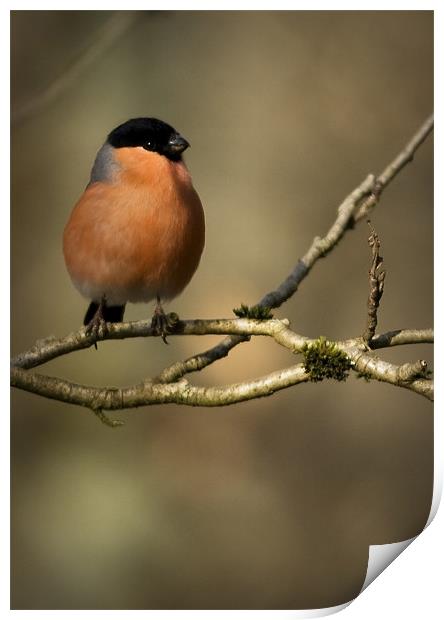 MALE BULLFINCH Print by Anthony R Dudley (LRPS)