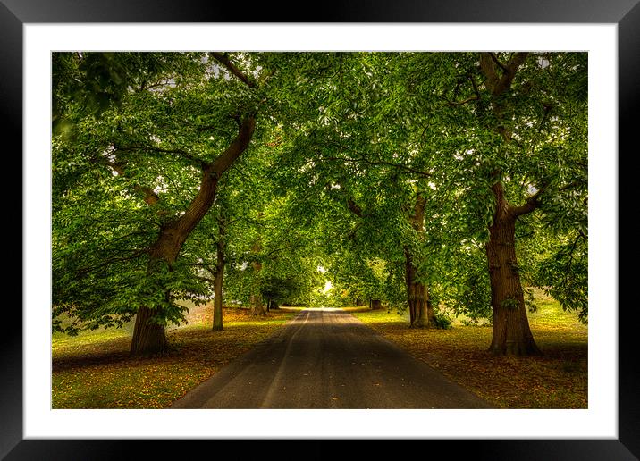 Through The Trees Framed Mounted Print by Paul Shears Photogr
