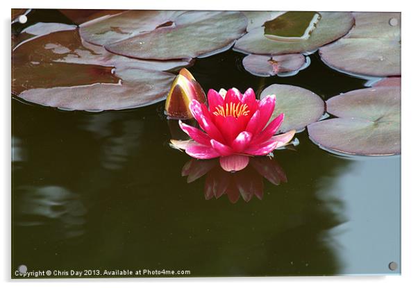 Water Lily Acrylic by Chris Day