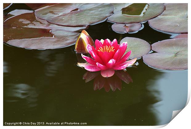 Water Lily Print by Chris Day