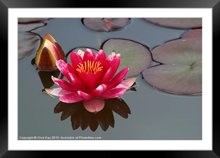 Water Lily Framed Mounted Print by Chris Day