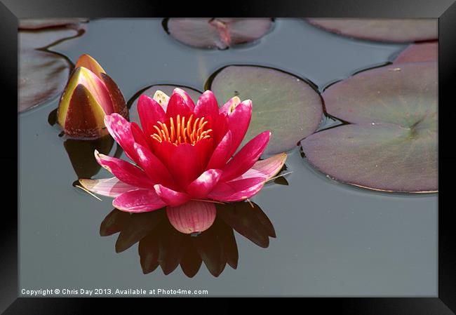 Water Lily Framed Print by Chris Day