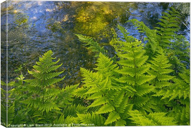 Ferns growing beside a river. Canvas Print by Liam Grant