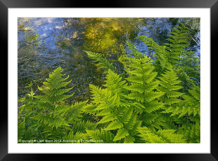 Ferns growing beside a river. Framed Mounted Print by Liam Grant