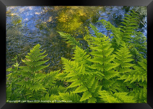 Ferns growing beside a river. Framed Print by Liam Grant