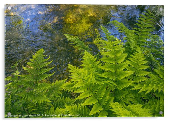 Ferns growing beside a river. Acrylic by Liam Grant