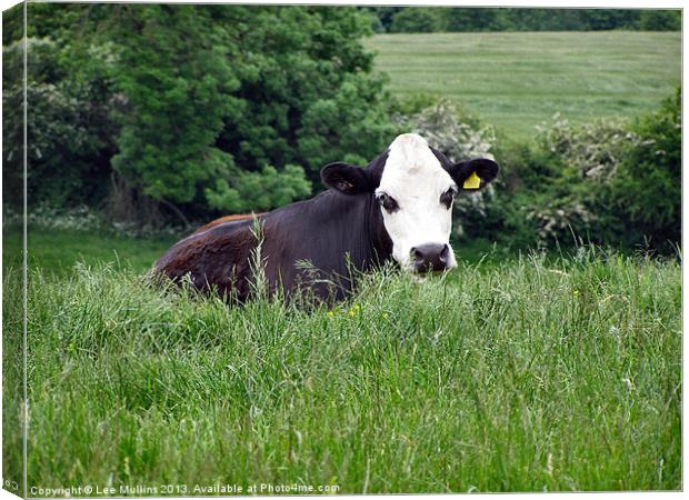 A cow in the meadows Canvas Print by Lee Mullins