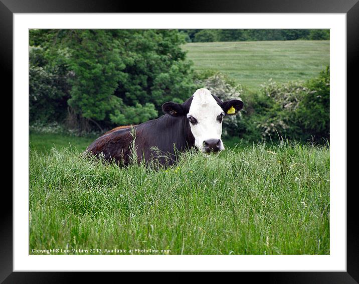 A cow in the meadows Framed Mounted Print by Lee Mullins