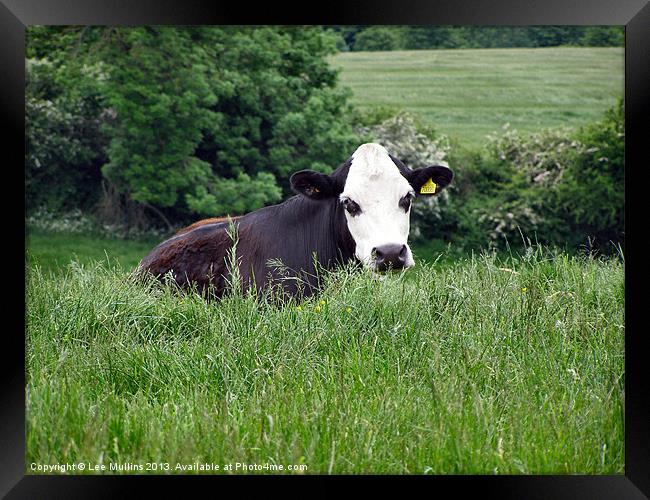A cow in the meadows Framed Print by Lee Mullins
