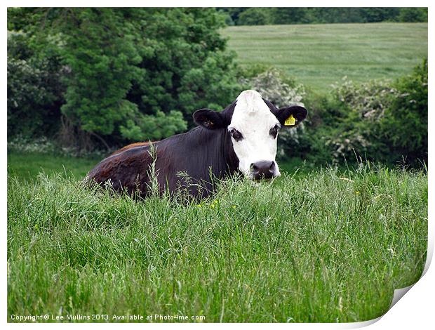 A cow in the meadows Print by Lee Mullins