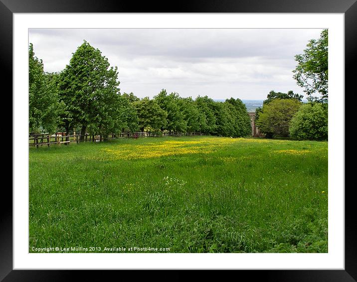 Buttercups in the meadow Framed Mounted Print by Lee Mullins
