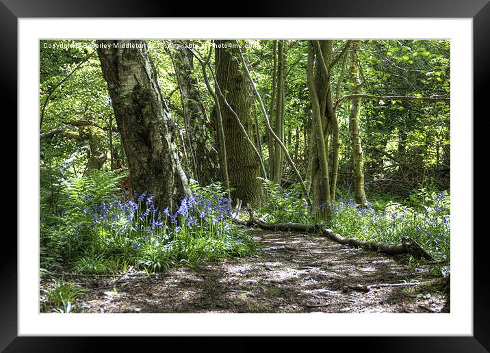Bluebell Woods Framed Mounted Print by Beverley Middleton