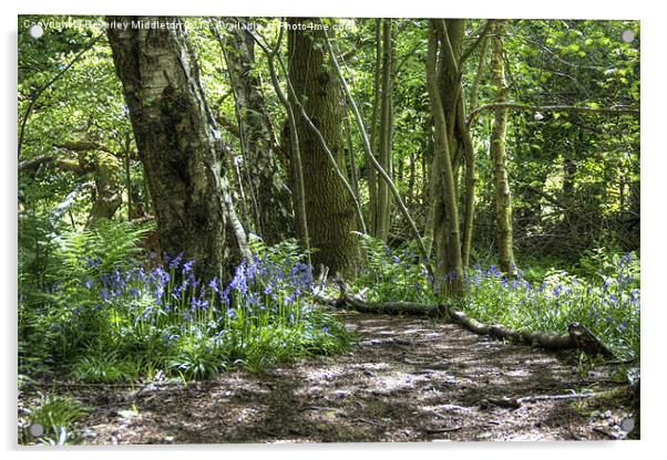 Bluebell Woods Acrylic by Beverley Middleton