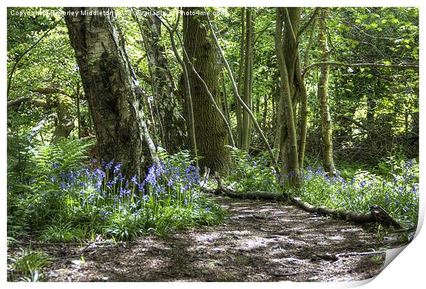 Bluebell Woods Print by Beverley Middleton