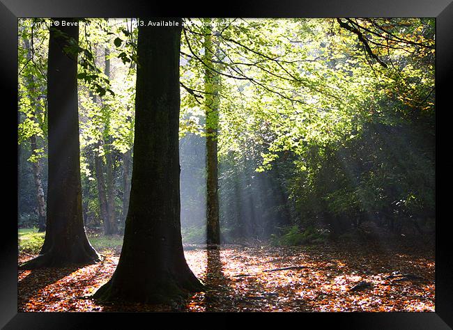 Light in the Forest Framed Print by Beverley Middleton
