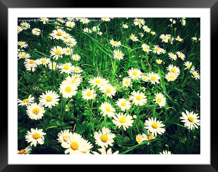 Daisys Framed Mounted Print by David Basset