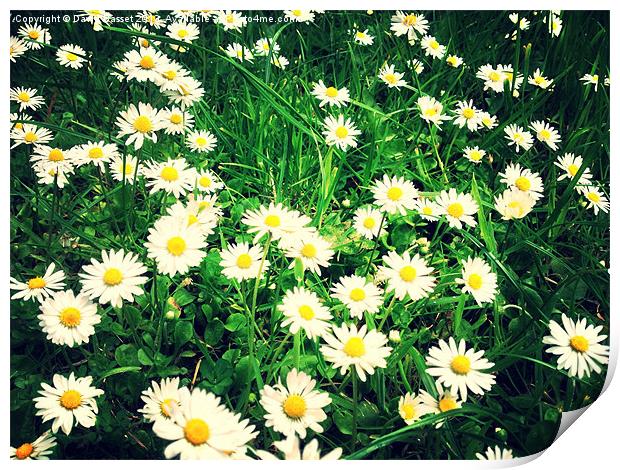 Daisys Print by David Basset