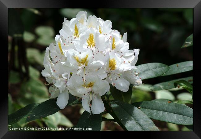White Rhododendron Framed Print by Chris Day