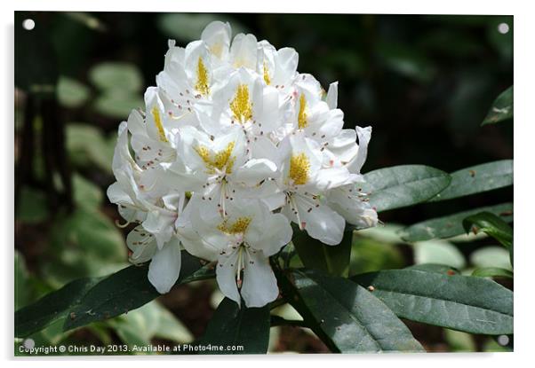 White Rhododendron Acrylic by Chris Day