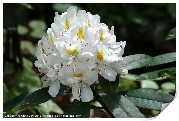White Rhododendron Print by Chris Day