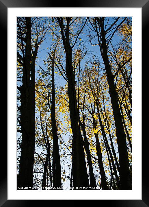 Autumnal Trees Framed Mounted Print by craig beattie