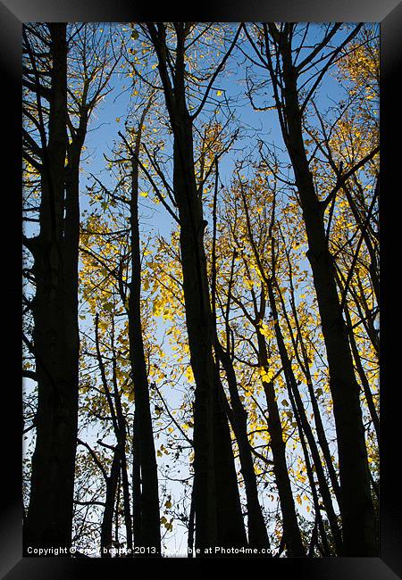Autumnal Trees Framed Print by craig beattie