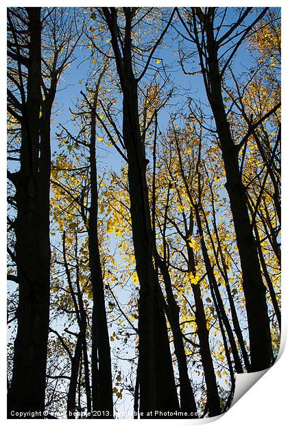 Autumnal Trees Print by craig beattie