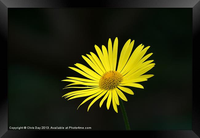 Yellow daisy Framed Print by Chris Day