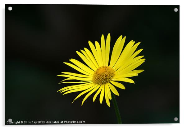 Yellow daisy Acrylic by Chris Day