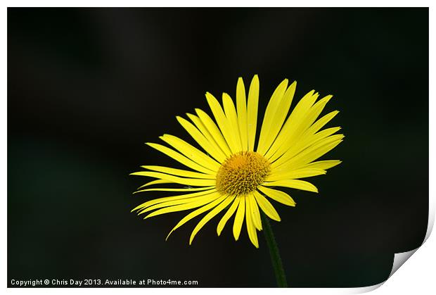 Yellow daisy Print by Chris Day