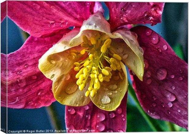 Columbine After A Shower Canvas Print by Roger Butler