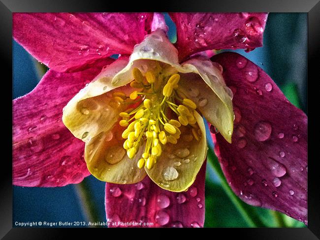 Columbine After A Shower Framed Print by Roger Butler