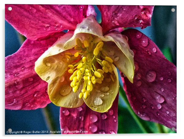 Columbine After A Shower Acrylic by Roger Butler