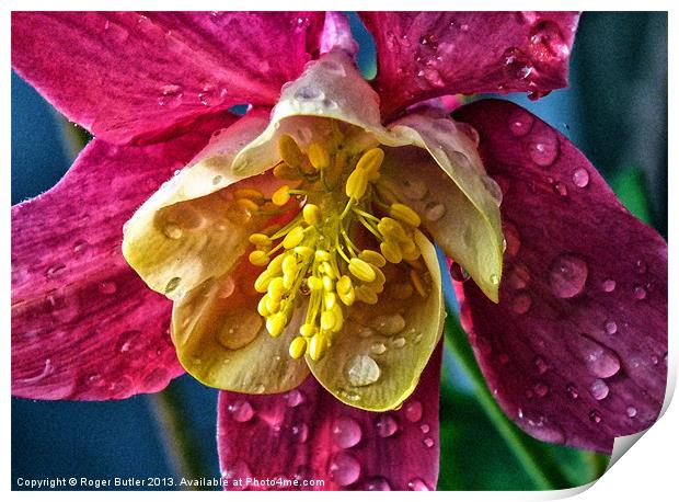 Columbine After A Shower Print by Roger Butler