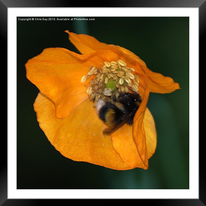 Busy Bee Framed Mounted Print by Chris Day