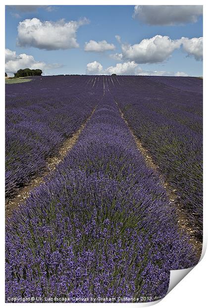 Lavender Field Print by Graham Custance