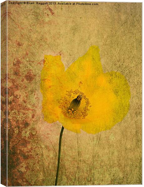 Antique Yellow Flower Canvas Print by Brian  Raggatt
