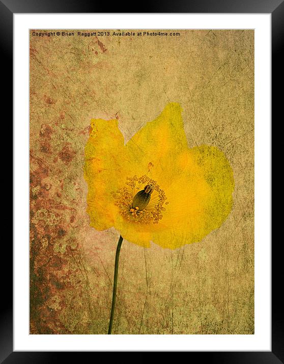 Antique Yellow Flower Framed Mounted Print by Brian  Raggatt