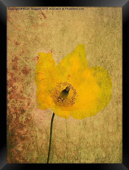 Antique Yellow Flower Framed Print by Brian  Raggatt